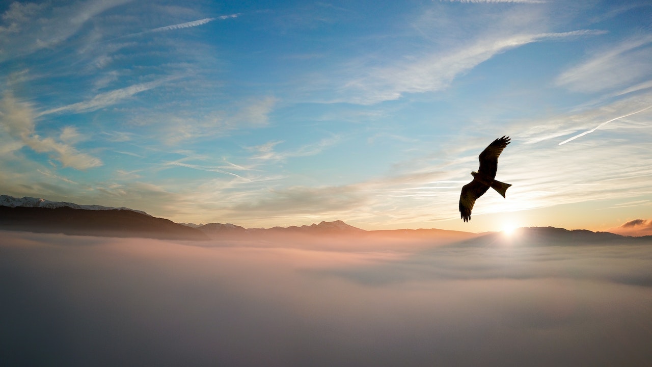 bird flying above cloud with mountain and sunset background